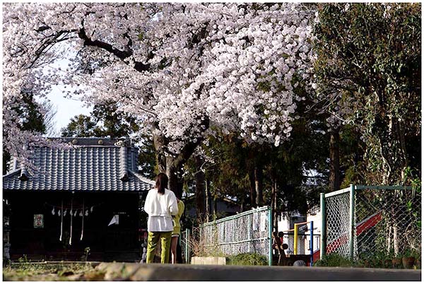 川島町 桜のある風景